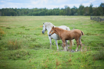 Naklejka na ściany i meble Brown horse and a foal on green pasture meadow with green grass.