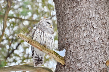 Barred Owl in the wild, Ontario, Canada
