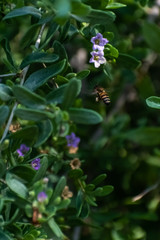 bee on flower