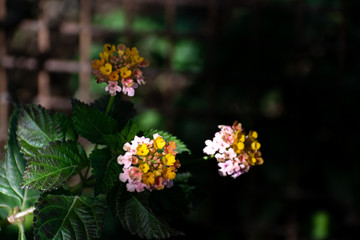 pink and orange flowers