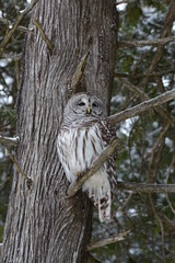 Barred Owl