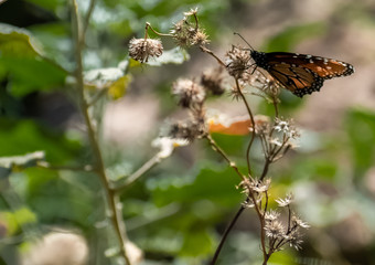 butterfly on flower