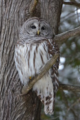 Barred Owl