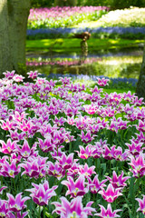 Tulips paradise at Keukenhof park, Holland