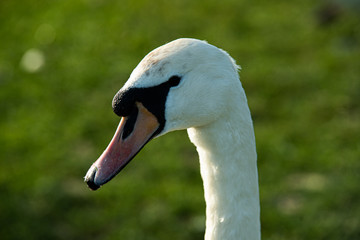 portrait of a swan 1