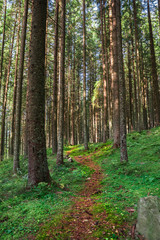 Mountain catwalk into autumn fresh forest of spruce trees.