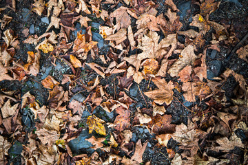 A carpet of dry brown leaves on a padestrian path on late autumn season.