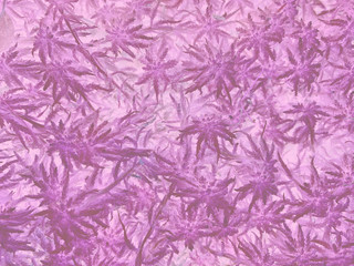 Bright purple ultraviolet neon natural grass as background