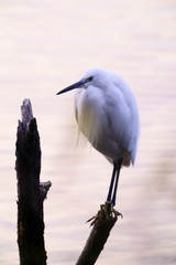  Egret