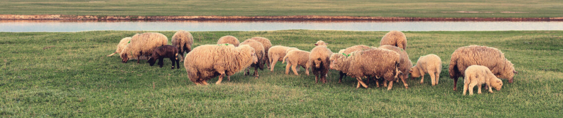 Fototapeta premium Sheep and goats graze on green grass in spring. Panorama, toned.