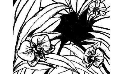 Orquídeas a blanco y negro en Vector
