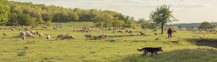 Sheep and goats graze on green grass in spring. Panorama, toned.