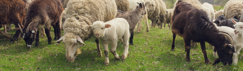 Naklejka premium Sheep and goats graze on green grass in spring. Panorama, toned.