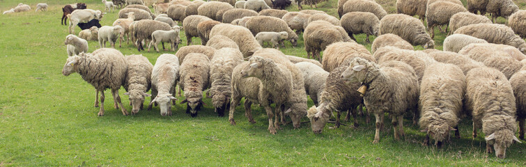Sheep and goats graze on green grass in spring. Panorama, toned.