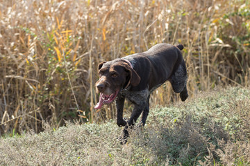 German hunting watchdog drathaar, Close-up portrait of a dog on a background of autumn.