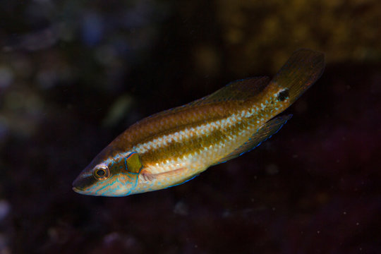 The Ocellated wrasse (Symphodus ocellatus).