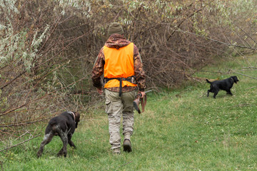 A man with a gun in his hands and an orange vest on a pheasant hunt in a wooded area in cloudy weather. Hunter with dogs in search of game.