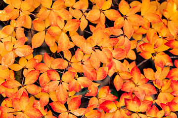 Leaf color change in Japan in autumn