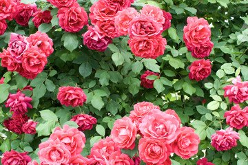 Close up shot of a red rose bush
