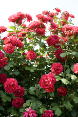 Close up shot of a red rose bush