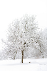 Beautiful Winter scene with snow covered tree in Wisconsin