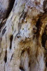 幻想的な樹木の古びた幹のデコボコ模様