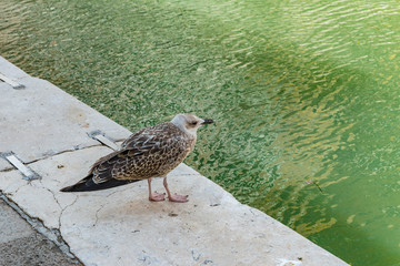 Venice, Italy - April 19, 2019: Seagull model posing on the edge of one of Canal in Venice, Italy during sunny day