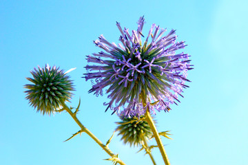 thistle on a blue background