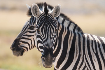 Fototapeta na wymiar Close-Up Portrait Of Zebra