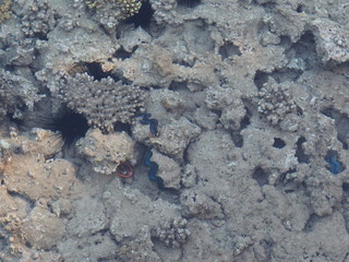 Sea urchins between corals on the seafloor