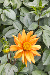 closeup of orange dahlia flower head in bloom with copy space