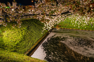 Fototapeta premium Hirosaki park cherry blossom matsuri festival light up at night in springtime season. Beauty full bloom pink sakura flowers at outer moat and lights illuminate. Aomori Prefecture, Tohoku Region, Japan