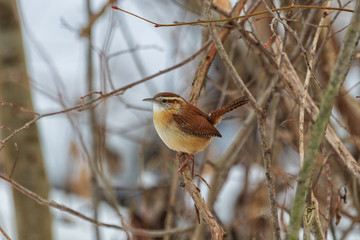 Carolina Wren perched in dense bush. 