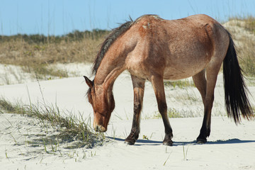 Wild horse on Cumberland Island