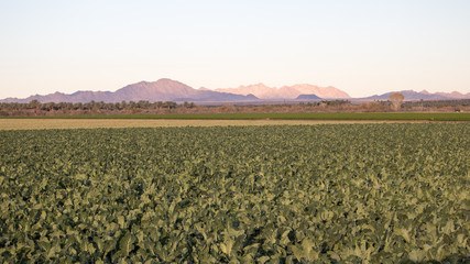 rural landscape of broccoli field and mountains in background - Arizona