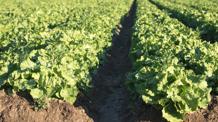 Close up of rows of mature lettuce plants in a field - Arizona