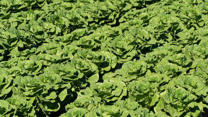Diagonal rows of romaine lettuce in field - Arizona