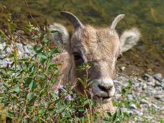 Closeup of a Bighorn sheep lamb hiding blllehind the bushes next to a river