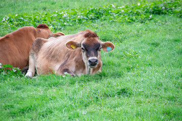 Jersey cows lying down on the grass field