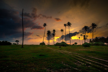 Abstract wallpapers of a blurry nature of colorful sky by the lake, with coconut palms and green fields, with cows walking on grass, seen in rural areas