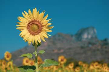 Sunflower field nature with mountain background, beautiful sunflower, close-up sunflower