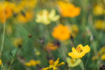 Cosmos flowers on field with green leaves background, Close-up flower