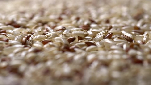 Brown Rice. Whole grains of Oryza sativa in rotation