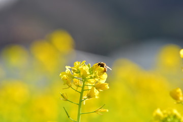 honey bee to rest rape blossoms