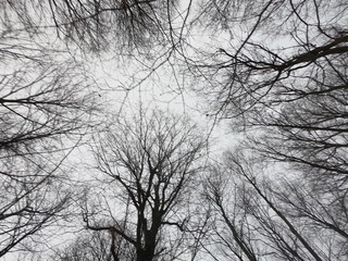 Dead Trees Cloudy Sky.JPG