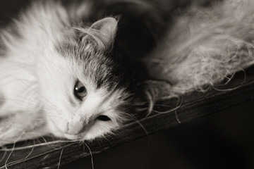 Norwegian forest cat. Domestic cat close up portrait. Black and white cat animal. Selective focus. 