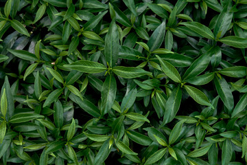 green leafs background
