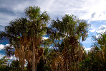 Vereda of Buritis palms at brazilian Jalapão desert at Tocantins state