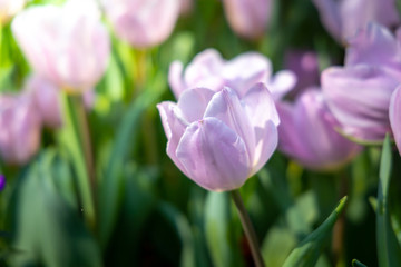 Beautiful bouquet of tulips. colorful tulips. nature background