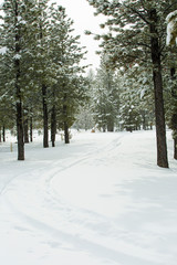 Fototapeta premium road in winter forest